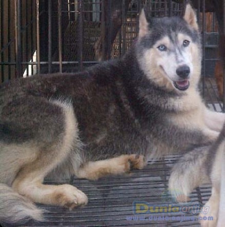 31+ Harga anjing wolfdog new