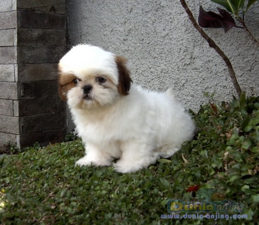 Dunia Anjing | Jual Anjing Shih Tzu - Shih Tzu Puppies Male & Female