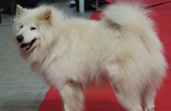 Dunia Anjing | Standard / Ciri-ciri / Profil Anjing Samoyed