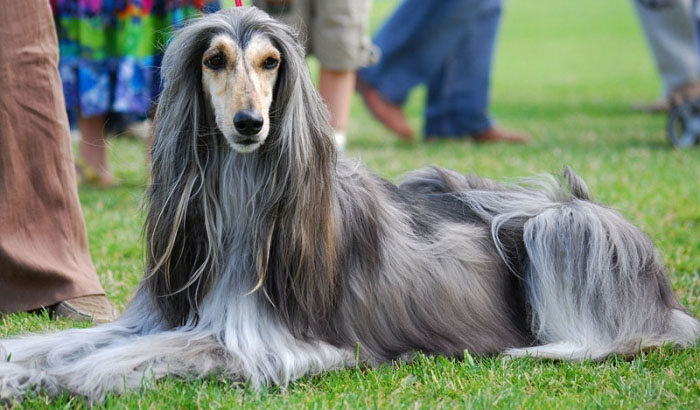 Dunia Anjing | Standard / Ciri-ciri / Profil Anjing Afghan Hound