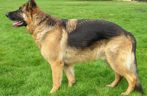 Dunia Anjing Standard Ciri Ciri Profil Anjing German Shepherd Dog